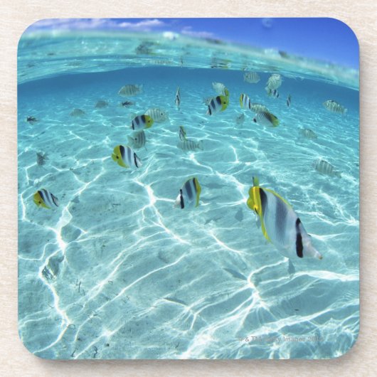 海3の魚 コースター (正面)