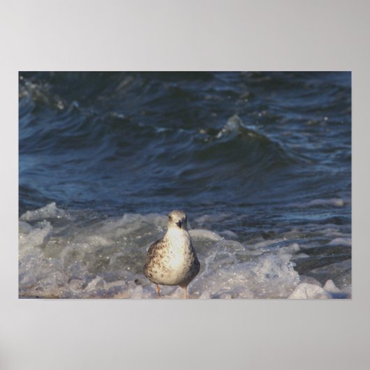 海・ポスターのカモメ ポスター (正面)