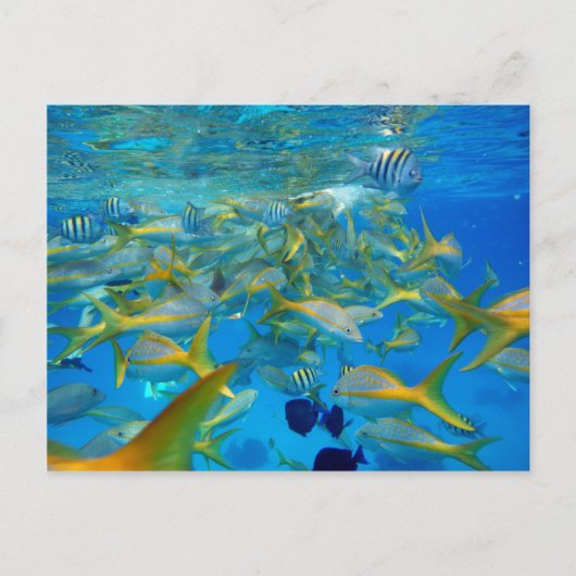 海 ポストカード (正面)