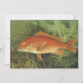 海、ヴィンテージ海洋生物の中の赤いスナッパーフィッシュ (正面)