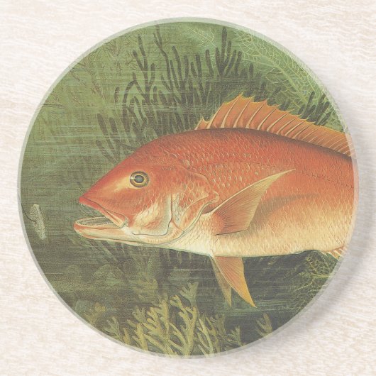 海、ヴィンテージ海洋生物の中の赤いスナッパーフィッシュ コースター (正面)