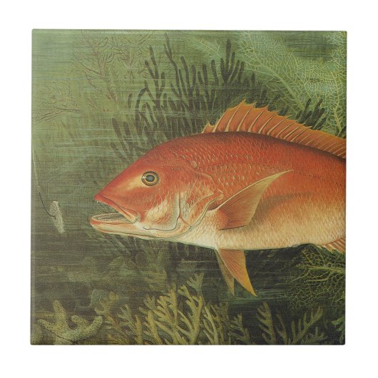 海、ヴィンテージ海洋生物の中の赤いスナッパーフィッシュ タイル (正面)