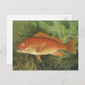 海、ヴィンテージ海洋生物の中の赤いスナッパーフィッシュ ポストカード (正面/裏面)