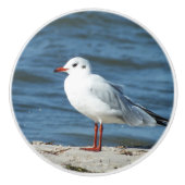海，水，カモメ，鳥，旅行，青，空 セラミックノブ (正面)
