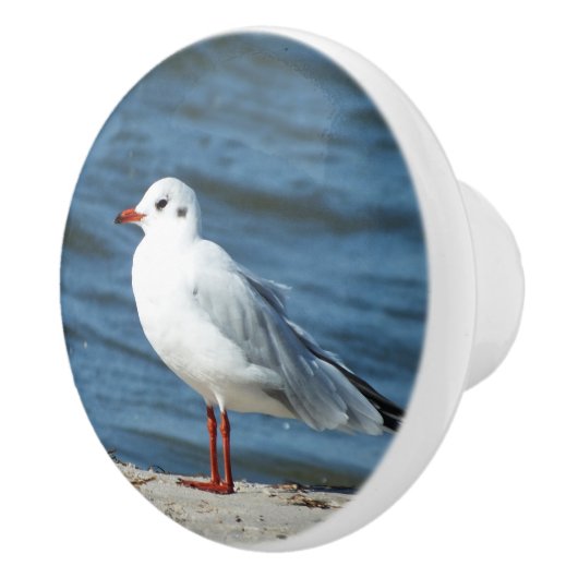 海，水，カモメ，鳥，旅行，青，空 セラミックノブ (右)