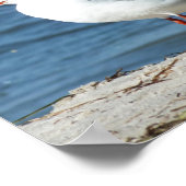 海，水，カモメ，鳥，旅行，青，空 ポスター (角)