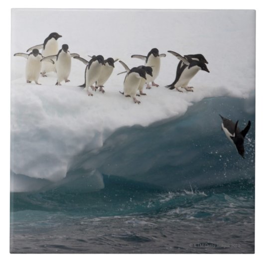 海Pauletteに潜っているアデリーペンギン タイル (正面)