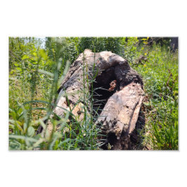 浸食彫刻 フォトプリント