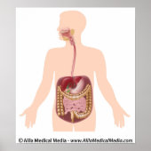 消化器系図 ポスター (正面)