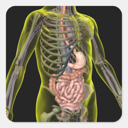 消化器系 スクエアシール (正面)
