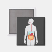 消化器系 マグネット (正面/裏面)
