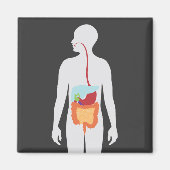 消化器系 マグネット (正面)