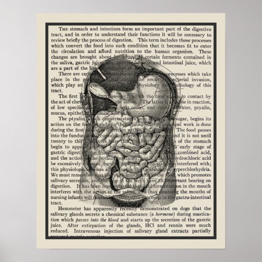 消化器解剖学アートプリント#1 ポスター (正面)