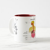 消化系… ツートーンマグカップ (正面左)