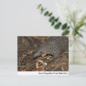 消救滅はがきパンゴリン ポストカード (スタンド正面)