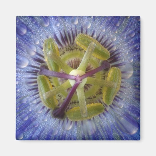 涙に濡れた情熱の花のクローズアップ。クレジット:ドン マグネット (正面)