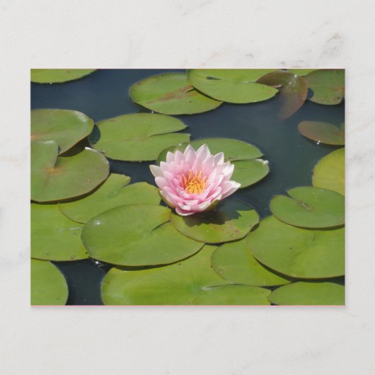 淡いピンクと黄色の葉書 ポストカード (正面)