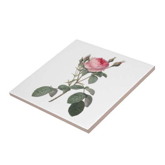 淡いピンクにヴィンテージのバラの絵を描くこと タイル (側面)