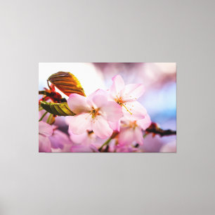 淡いピンクの桜と青い空 キャンバスプリント