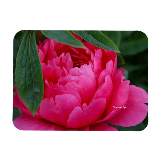 淡いピンクの芍薬 マグネット (横)