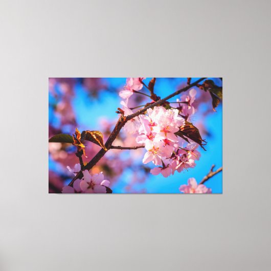 淡いピンクの花を咲かせた桜の木 キャンバスプリント (正面)