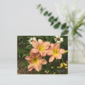 淡い桃色の黄色い喉のデイジー ポストカード (スタンド正面)