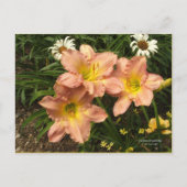 淡い桃色の黄色い喉のデイジー ポストカード (正面)