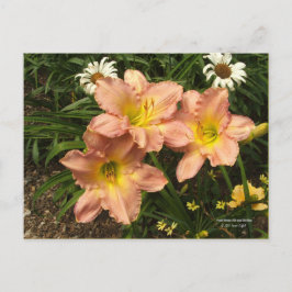淡い桃色の黄色い喉のデイジー ポストカード