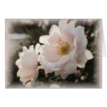 淡い色のな旧式のバラ