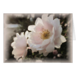 淡い色のな旧式のバラ