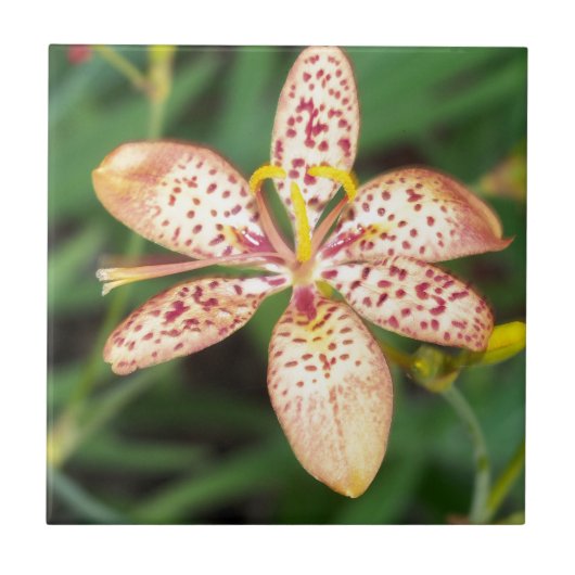 淡い色のオレンジスポッテッドブラックベリーリリー タイル (正面)