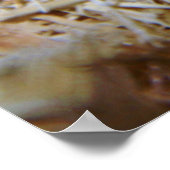 淡い色のコーンヘビ ポスター (角)