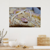 淡い色のコーンヘビ ポスター (キッチン)