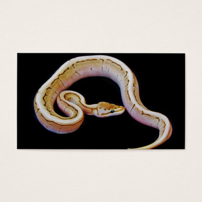 淡い色のボールPython (正面)