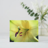 淡い黄色のユリの花の写真 ポストカード (スタンド正面)