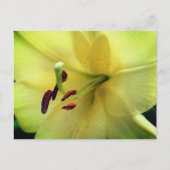 淡い黄色のユリの花の写真 ポストカード (正面)