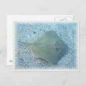 淡水のアカエイの郵便はがき ポストカード (正面/裏面)