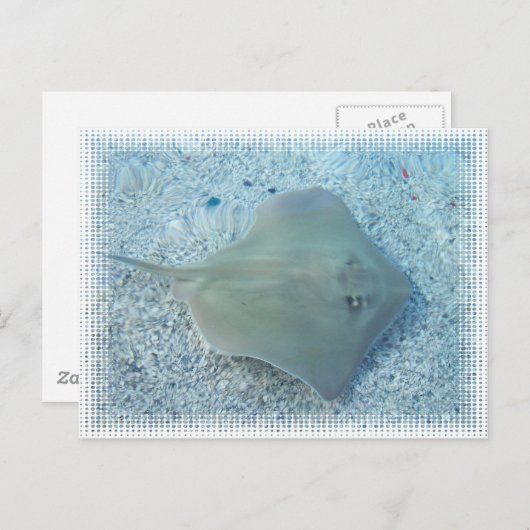 淡水のアカエイの郵便はがき ポストカード (正面/裏面)