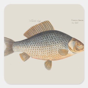 淡水の鯉の魚の絵 スクエアシール