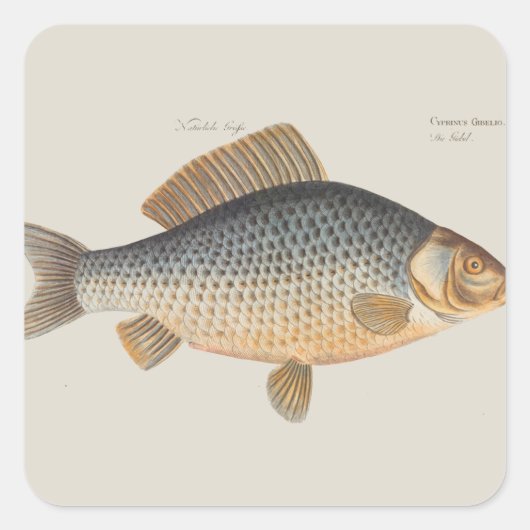 淡水の鯉の魚の絵 スクエアシール (正面)