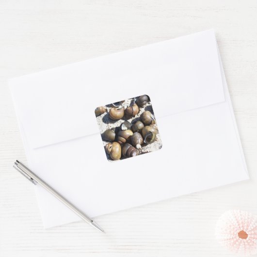 淡水カタツムリ貝 スクエアシール (封筒)