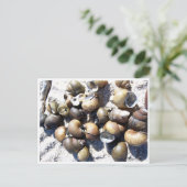 淡水カタツムリ貝 ポストカード (スタンド正面)