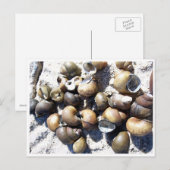 淡水カタツムリ貝 ポストカード (正面/裏面)