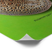 淡水スティングレイのポスター ポスター (角)