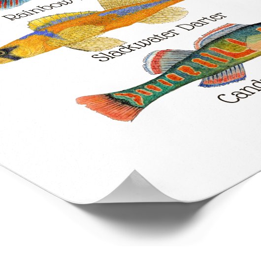 淡水ダーターズアートポスター ポスター (角)