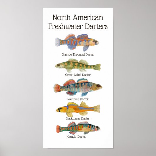 淡水ダーターズアートポスター ポスター (正面)