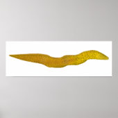 淡水モレー ポスター (正面)