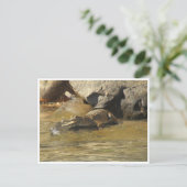 淡水ワニのはがき ポストカード (スタンド正面)