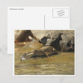 淡水ワニのはがき ポストカード (正面/裏面)