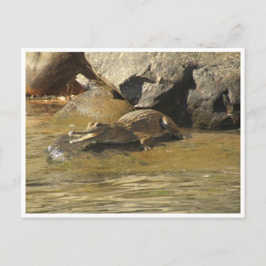 淡水ワニのはがき ポストカード (正面)